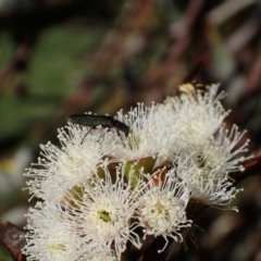 Eleale aspera at Murrumbateman, NSW - 19 Oct 2023 03:48 PM