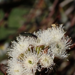 Eleale aspera at Murrumbateman, NSW - 19 Oct 2023