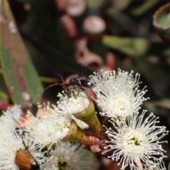 Zoedia divisa (Zoedia longhorn beetle) at Murrumbateman, NSW - 19 Oct 2023 by SimoneC
