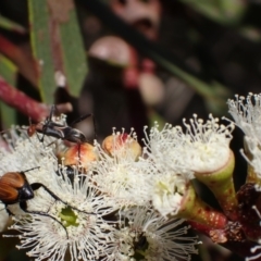 Zoedia divisa at Murrumbateman, NSW - 19 Oct 2023