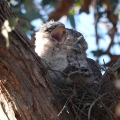 Podargus strigoides (Tawny Frogmouth) at Watson Green Space - 19 Oct 2023 by AniseStar