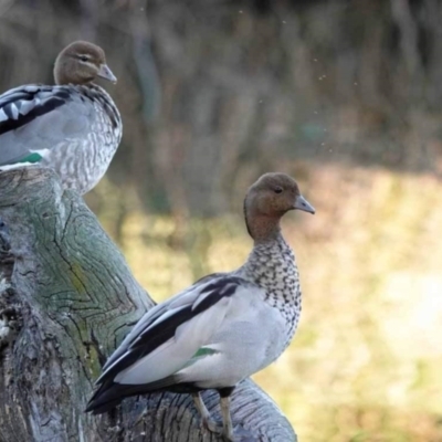 Chenonetta jubata (Australian Wood Duck) at Watson Green Space - 19 Oct 2023 by AniseStar