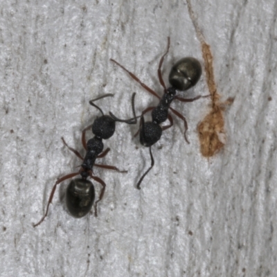 Dolichoderus scabridus (Dolly ant) at Chakola, NSW - 14 Oct 2023 by AlisonMilton