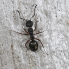 Dolichoderus scabridus at Chakola, NSW - 15 Oct 2023