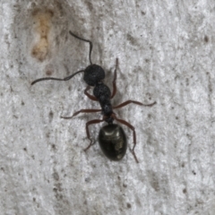 Dolichoderus scabridus at Chakola, NSW - 15 Oct 2023 09:23 AM