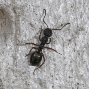 Dolichoderus scabridus at Chakola, NSW - 15 Oct 2023