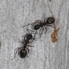 Dolichoderus scabridus at Chakola, NSW - 15 Oct 2023