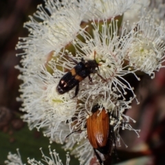 Eleale pulchra (Clerid beetle) at Murrumbateman, NSW - 19 Oct 2023 by SimoneC