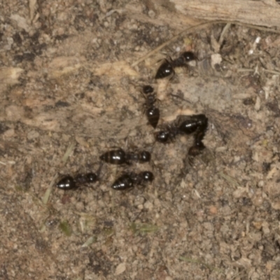 Formicidae (family) (Unidentified ant) at Chakola, NSW - 14 Oct 2023 by AlisonMilton