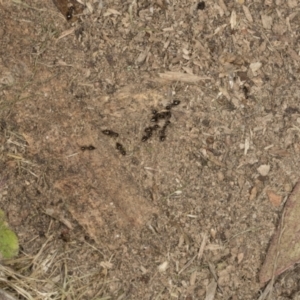 Formicidae (family) at Chakola, NSW - 15 Oct 2023