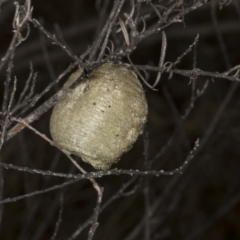 Mantidae - egg case (family) (Egg case of praying mantis) at Chakola, NSW - 15 Oct 2023 by AlisonMilton