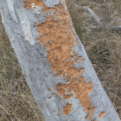 Vombatus ursinus at Chakola, NSW - 15 Oct 2023 by AlisonMilton