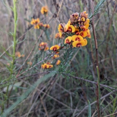 Dillwynia sericea (Egg And Bacon Peas) at Majura, ACT - 18 Oct 2023 by WalterEgo