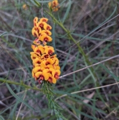 Dillwynia sericea at Majura, ACT - 19 Oct 2023