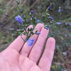 Linum marginale (Native Flax) at Majura, ACT - 18 Oct 2023 by WalterEgo