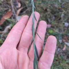 Linum marginale at Mount Majura - 19 Oct 2023