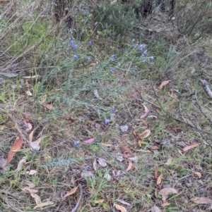 Linum marginale at Mount Majura - 19 Oct 2023 07:02 AM