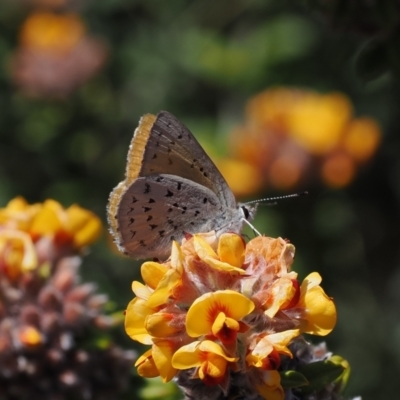 Cyprotides maculosus (Spotted Trident-blue) at Rendezvous Creek, ACT - 19 Oct 2023 by RAllen