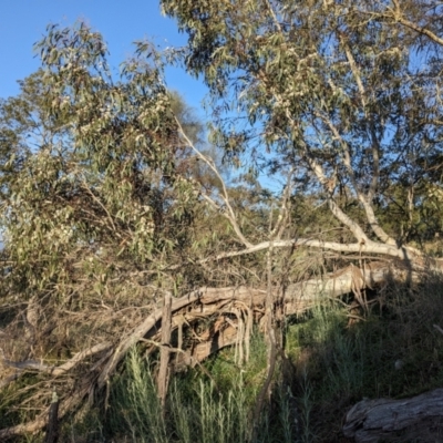 Eucalyptus pauciflora subsp. pauciflora (White Sally, Snow Gum) at Mount Majura - 18 Oct 2023 by WalterEgo