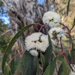 Eucalyptus pauciflora subsp. pauciflora at Mount Majura - 19 Oct 2023