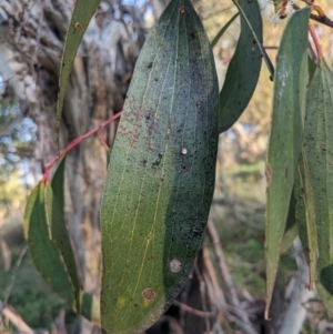 Eucalyptus pauciflora subsp. pauciflora at Majura, ACT - 19 Oct 2023
