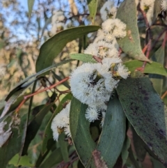 Eucalyptus pauciflora subsp. pauciflora at Majura, ACT - 19 Oct 2023