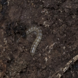 Diplopoda (class) at Chakola, NSW - 15 Oct 2023 10:41 AM