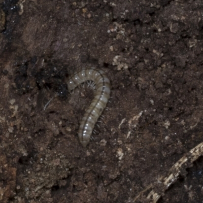 Diplopoda (class) (Unidentified millipede) at Chakola, NSW - 15 Oct 2023 by AlisonMilton