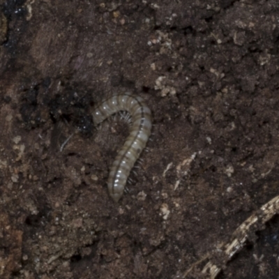 Diplopoda (class) (Unidentified millipede) at Chakola, NSW - 14 Oct 2023 by AlisonMilton