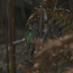 Chrysococcyx lucidus (Shining Bronze-Cuckoo) at Salamander Bay, NSW - 19 Oct 2023 by MichaelWenke