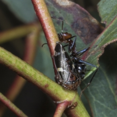 Eurymeloides bicincta (Gumtree hopper) at Chakola, NSW - 15 Oct 2023 by AlisonMilton