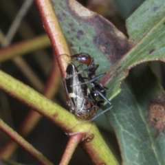 Eurymeloides bicincta at Chakola, NSW - 15 Oct 2023