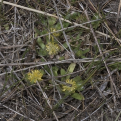 Triptilodiscus pygmaeus (Annual Daisy) at Chakola, NSW - 15 Oct 2023 by AlisonMilton