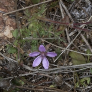 Erodium cicutarium at Chakola, NSW - 15 Oct 2023 12:34 PM