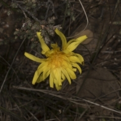 Microseris walteri (Yam Daisy, Murnong) at Chakola, NSW - 15 Oct 2023 by AlisonMilton