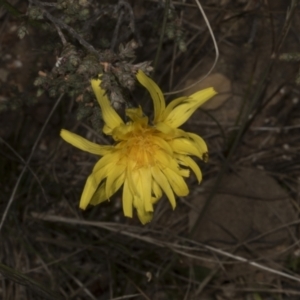 Microseris walteri at Chakola, NSW - 15 Oct 2023 01:05 PM