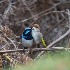 Malurus cyaneus (Superb Fairywren) at Brunswick Heads, NSW - 17 Oct 2023 by macmad