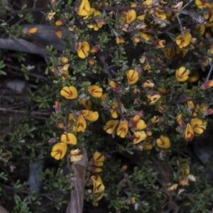 Pultenaea microphylla at Chakola, NSW - 15 Oct 2023