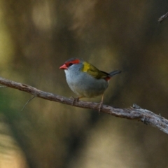 Neochmia temporalis (Red-browed Finch) at Wallum - 17 Oct 2023 by macmad