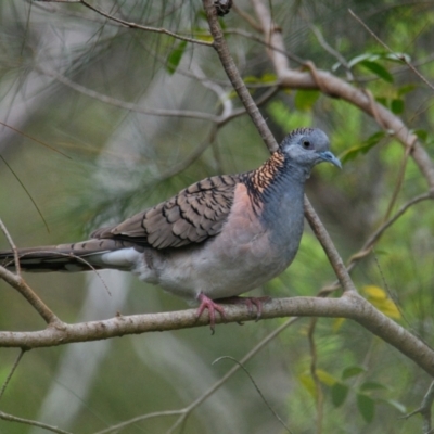 Geopelia humeralis (Bar-shouldered Dove) at Wallum - 18 Oct 2023 by macmad