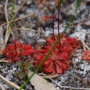 Drosera spatulata at Brunswick Heads, NSW - 18 Oct 2023