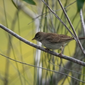 Cincloramphus mathewsi at Brunswick Heads, NSW - 18 Oct 2023