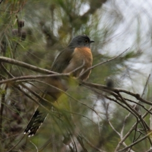 Cacomantis flabelliformis at Brunswick Heads, NSW - 19 Oct 2023