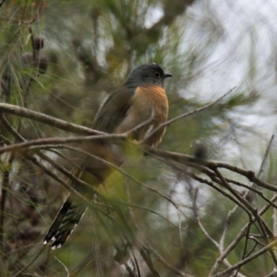 Cacomantis flabelliformis (Fan-tailed Cuckoo) at Wallum - 18 Oct 2023 by macmad