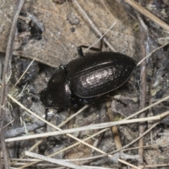Adelium pustulosum (Darkling beetle) at Chakola, NSW - 15 Oct 2023 by AlisonMilton