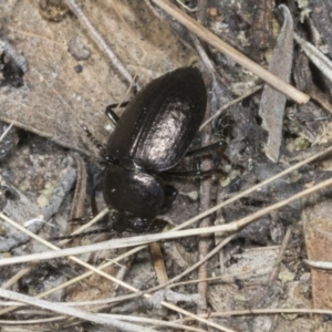 Adelium pustulosum at Chakola, NSW - 15 Oct 2023