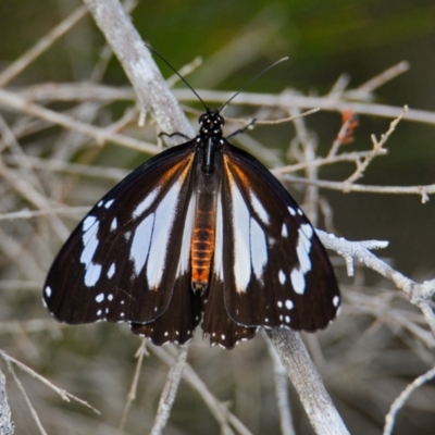 Unidentified Butterfly (Lepidoptera, Rhopalocera) at Wallum - 18 Oct 2023 by macmad