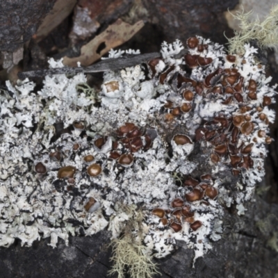 Unidentified Lichen at Chakola, NSW - 14 Oct 2023 by AlisonMilton