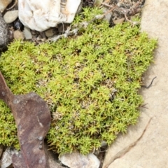Unverified Moss, Liverwort or Hornwort at Chakola, NSW - 15 Oct 2023 by AlisonMilton
