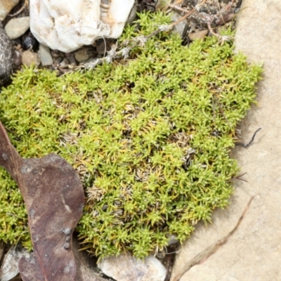 Unverified Moss, Liverwort or Hornwort at Chakola, NSW - 15 Oct 2023 by AlisonMilton